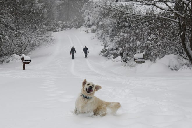 Josie, an English Retriever plays in the snow as her owners, Dawn and Mark Lundblad walk a snow-covered Sandy Cove Drive, Sunday, December 9, 2018 in Morganton, N.C. Over a foot of snow fell in the area creating a winter wonderland. (AP Photo/Kathy Kmonicek)