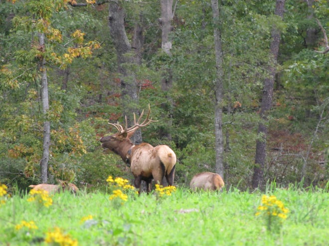 A bull elk bugles at Peck Ranch Conservation Area in Carter County. [Missouri Department of Conservation]