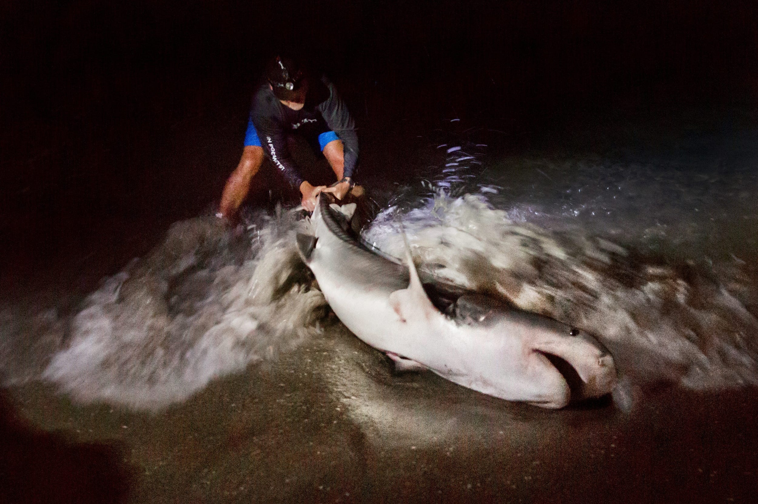 State considers first regulations for beach-based shark fishing