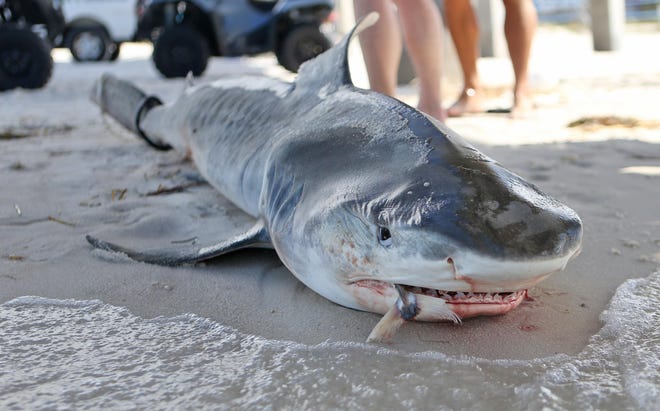 This is a News Herald file photo of a tiger shark that was left tied to a pier this year.