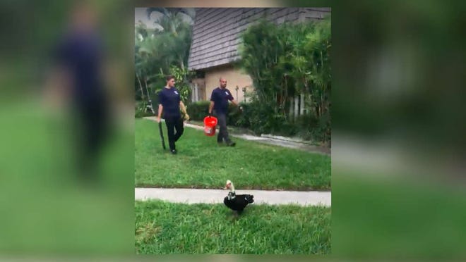 Starting in late-November, men dressed in dark blue, carrying guns and orange buckets started walking through a Palm Springs neighborhood to remove ducks. They work for Allstar Animal Removal, a licensed wildlife removal company contracted by the town’s homeowners association. [Aaron Nagler photo]