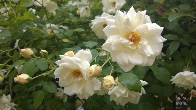 Stunning “Silver Moon” roses appear each spring in the Nancy Orr Healing Garden. This bush provided the roses for the wedding of Nancy and Ander Orr in 1936. [PHOTO COURTESY PAT ROBBINS, MASTER GARDENER]