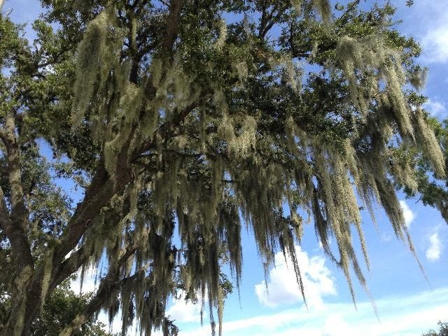 Spanish moss gets nutrients from the air and is unlikely to cause any harm to its host tree. [UF/IFAS]
