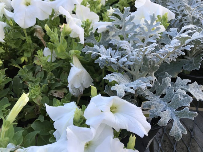 Dusty miller and white wave petunia combine to give a snowy look to a landscape bed. [Submitted]