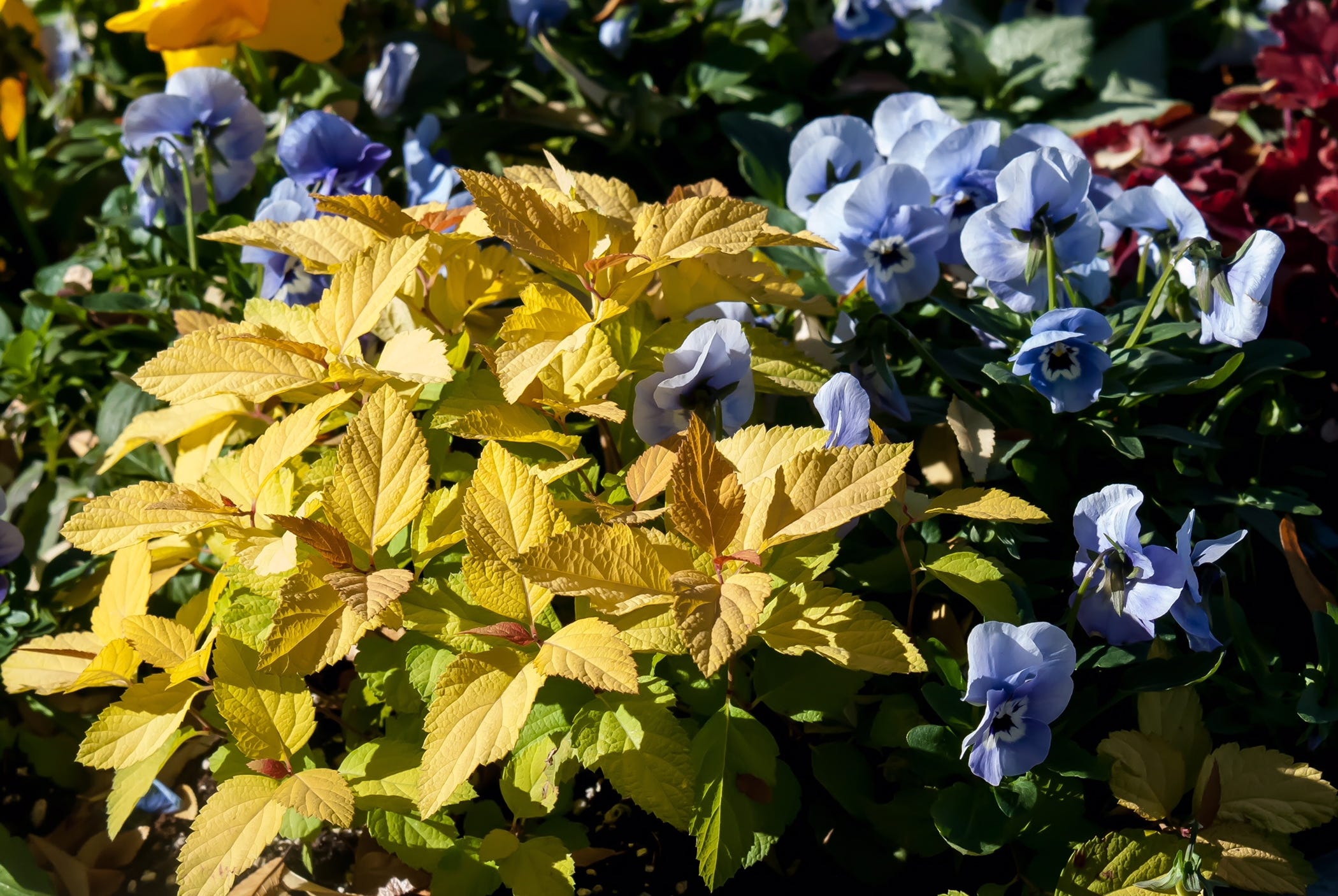 Candy Corn spirea will take your breath away