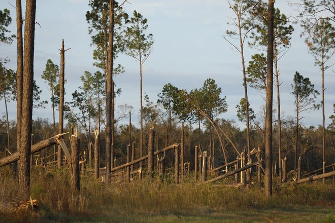 Pine trees in Decatur County, Ga., were snapped off by winds from Hurricane Michael. Farmers who sustained damages from Michael are eligible for low-interest loans and other government assistance. [Andy Tucker, University of Georgia]