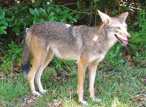 Coyotes were brought to Florida during the 1950s and 1960s when they were used as bait to train foxhounds. [Photo courtesy of Florida Fish and Wildlife Conservation Commission]