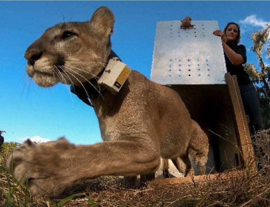 Mystery of panther death solved Mystery of panther death solved