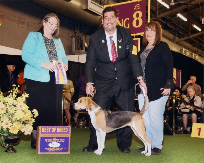 In February, dog owner/handlers Mike and Phyllis Gowen of Marion Oaks, center and right, guided their harrier, Champion Blythmoor's Jump At The Chance, known as Emmy, to a Best of Breed title at the prestigious Westminster Kennel Club show in New York City. On Friday, Netflix will air the documentary, "7 Days Out," which features Emmy and the Gowens. [Westminster ProPhoto by JC Photography, courtesy of Mike Gowen]