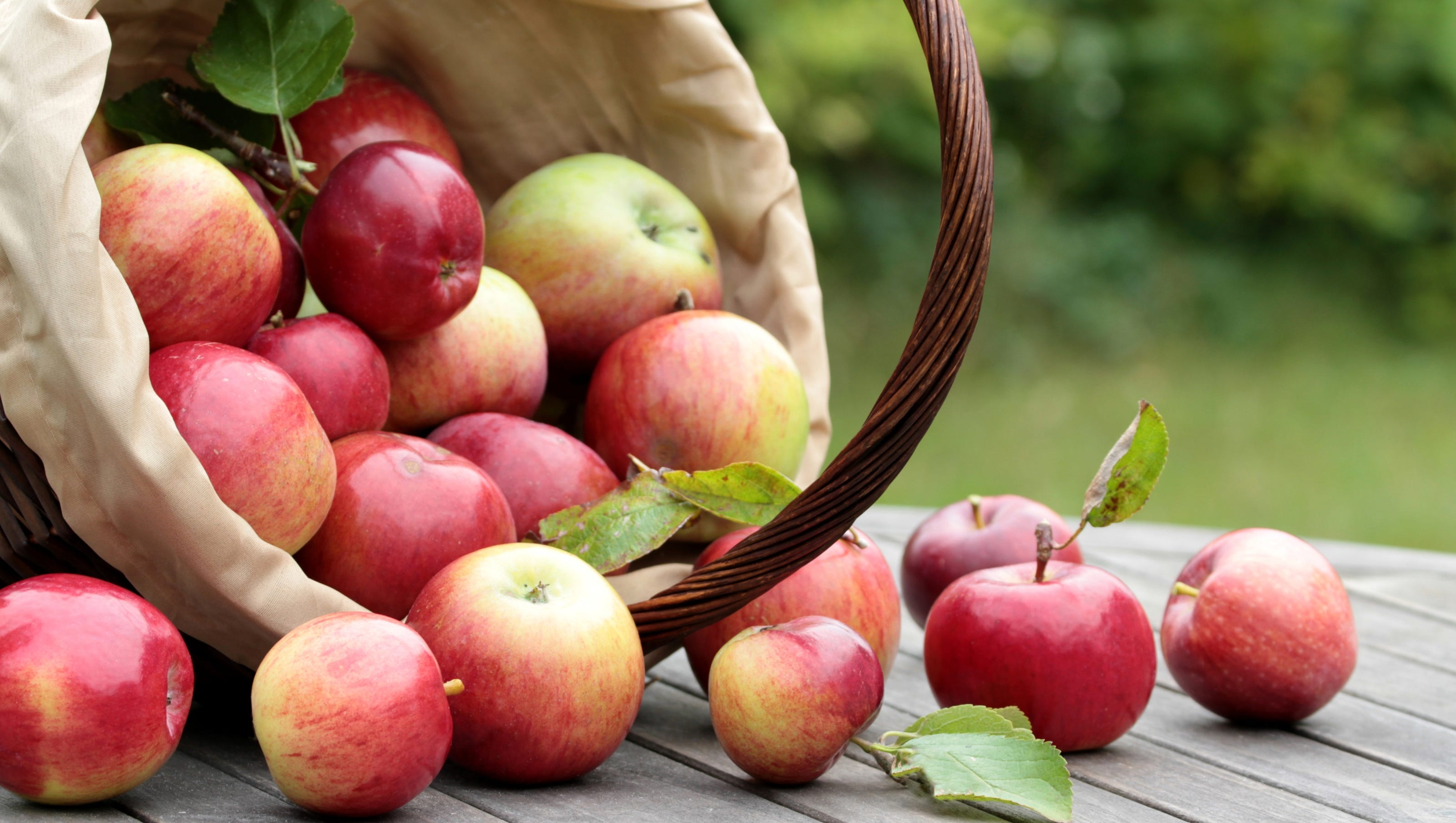 Яблочный спас описание сорта. Яблоня летняя яблочный спас. Яблоки сезонные. Яблочный спас фото. Яблоня августа.