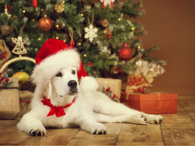 Your beloved pup will look cute for those holiday photos with a Christmas tree backdrop, but it's important to be aware of hazards the tree can present to a curious canine. [iStock]