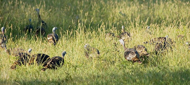The 2019-20 Kanssas turkey hunting seasons have been set by the Kansas Wildlife, Parks and Tourism Commission for fall 2019 and spring 2020. [KDWPT]