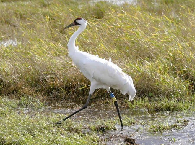 Aaron Weber has daily visits from a female whooping crane and her two sandhill crane friends at his Micanopy home. Wildlife officials want to capture the bird and take her to a whooping crane preserve in Louisiana, where the birds have had better luck breeding than in Florida. [Photo courtesy of Aaron Weber]