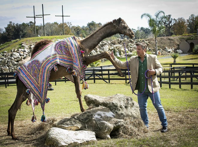 The Rev. Norman Lee Schaffer works with Isiah the camel at the Garden Worship Center in Belleview on Dec. 17. The 20-acre center features multiple scenes from the Bible and will be the scene for a living Nativity and more on Christmas Eve. [Doug Engle/Ocala Staff photographer]