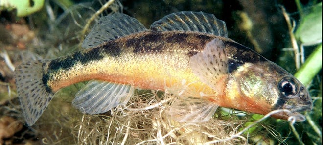 The Arkansas darter is a small, bottom-dwelling fish that inhabits clear, spring-fed streams with aquatic vegetation, where it feeds mostly on aquatic insects. The majority of the Arkansas darter’s range is in southcentral Kansas. The number of sites where it has been found has increased more than tenfold since it was first listed by the state as Threatened in 1978. [KDWPT]