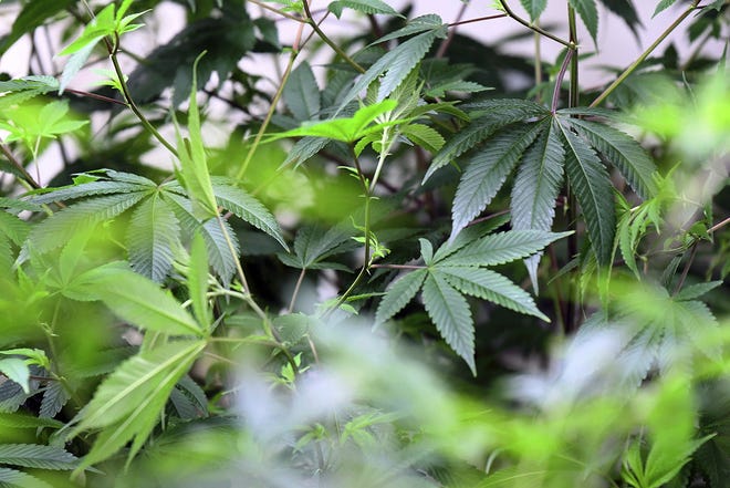 Cannabis plants grow Dec. 7 at a medicinal cannabis production facility in Brandon, Vt. [Robert Layman/Rutland Herald via AP/File]