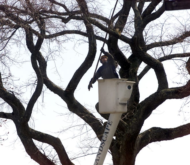 An arborist uses a pole saw for some spring pruning of an American elm tree on the corner of India and Federal streets on Nantucket in 2001. At the time, the tree was estimated to be 150 years old. The town is doing an inventory of the island's great trees, and although Dutch elm disease has damaged or killed many of the island's elms, they have proven more resilient than trees on the mainland. [Cape Cod Times file]