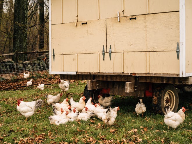 "Chicken processors have been highly incentivized in recent years to raise more birds than ever before," according to a report by data firm Urner Barry. "With the cost of feed being relatively and noticeably cheap since 2014, the number of birds crossing the line has exponentially increased."

[Cole Wilson/Bloomberg]