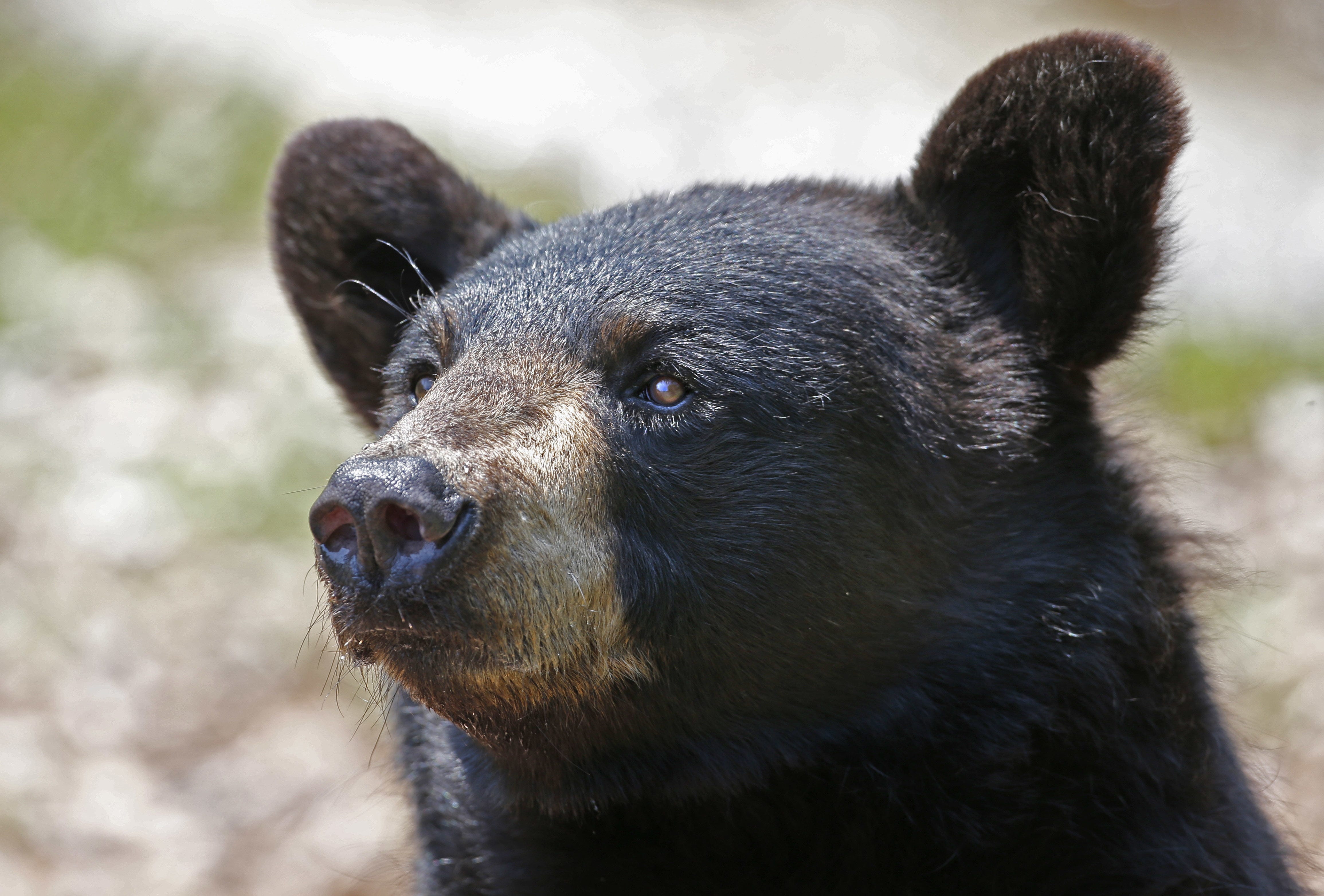 Hunters, activists want bear plan they can bear