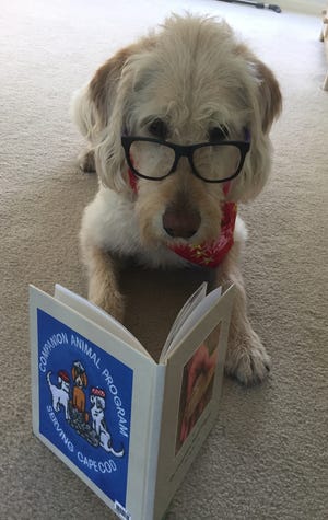 Chowdah from the Companion Animal Program awaits his chance to be read to by children Saturday at Hyannis Public Library. SUSAN HUNT