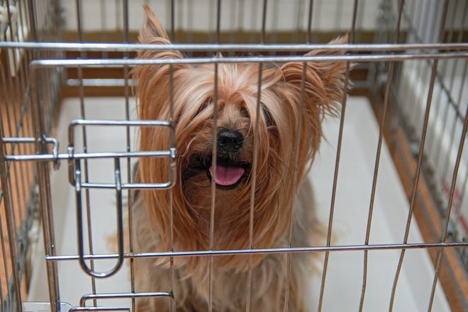 Dogs are very close genetically to wolves, and wolves are den animals. What looks like a cage to us will be viewed by your dog as a den. [ISTOCK]