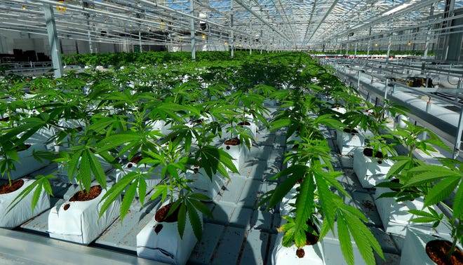 FILE - In this Sept. 25, 2018 file photo, marijuana plants grow in a tomato greenhouse being renovated to grow pot in Delta, British Columbia. The legal marijuana industry exploded in 2018, pushing its way further into the cultural and financial mainstream in the U.S. and beyond. (AP Photo/Ted S. Warren, File)