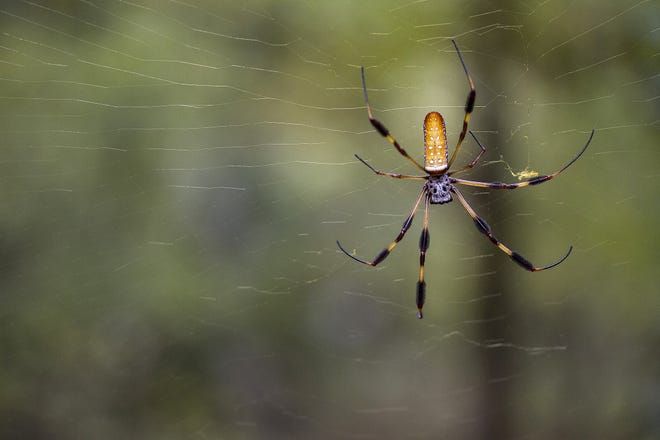 Banana Spiders are prolific web spinners. [Submitted]