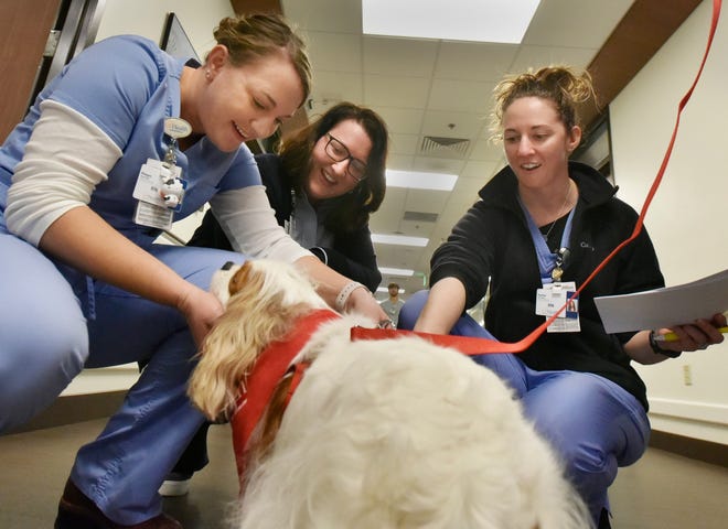 UF Health North employees Megan Cagle (from left), Danica Waytowich and Rachel Dew pause in a hallway to pet Bella the therapy dog. [Will Dickey/Florida Times-Union]