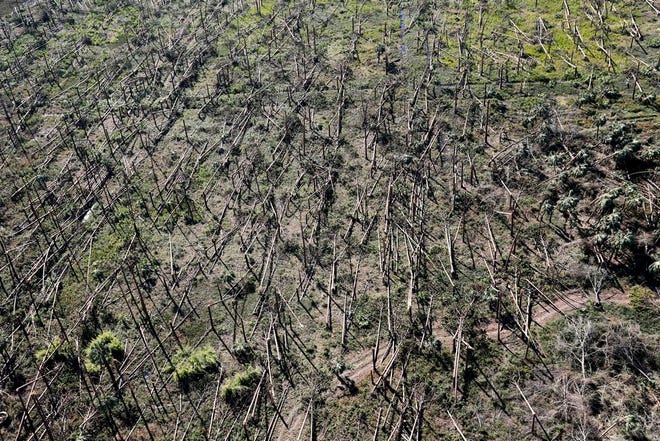 Downed trees are seen from the air in the aftermath of Hurricane Michael near Mexico Beach, Fla.