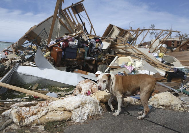A pit bull mix named Roxy stands next to the trailer that was her former home in the Cedar Grove Mobile Home Park on Nov. 4 in Panama City. The mobile home park sustained heavy damage from Hurricane Michael. There is reason to hope that the 2019 hurricane season might not be as active. [Patti Blake/News Herald via AP]