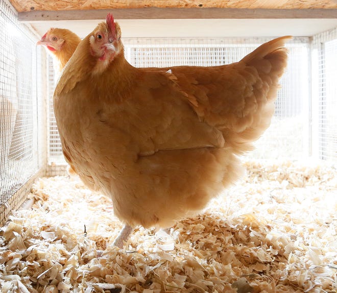 Photo by Jake West/New Jersey Herald - Meena Ganti’s emotional support chickens — Bea and Stella — have been relocated to a farm in Andover Township.