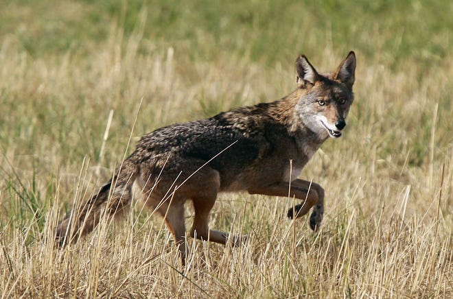 A coyote leaps through an empty field in this file photo. [Paul Carter/The Register-Guard via AP, File]
