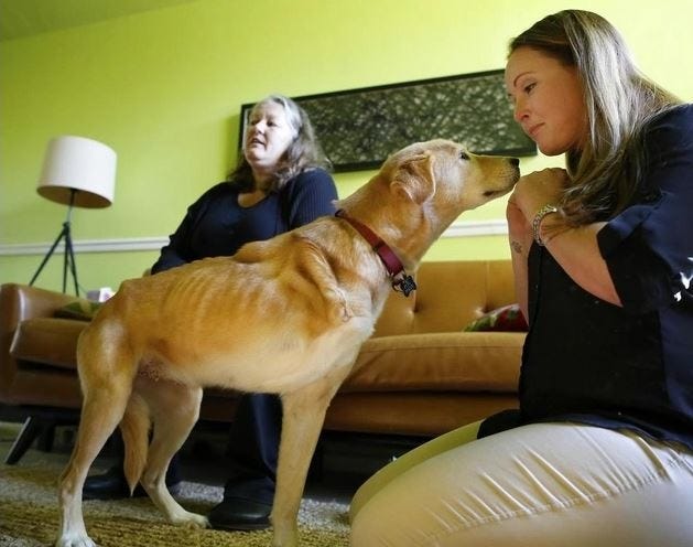 Tara Montiegel, right, jokes with Bella, a three-legged foster dog who was lost for almost eight months. [Brad McClenny/Gainesville Sun]