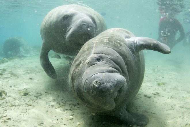 Manatees swim near the sanctuary at the entrance to Three Sisters Springs in Crystal River in this March 1, 2015, file photo. [Alan Youngblood/Star-Banner/File]