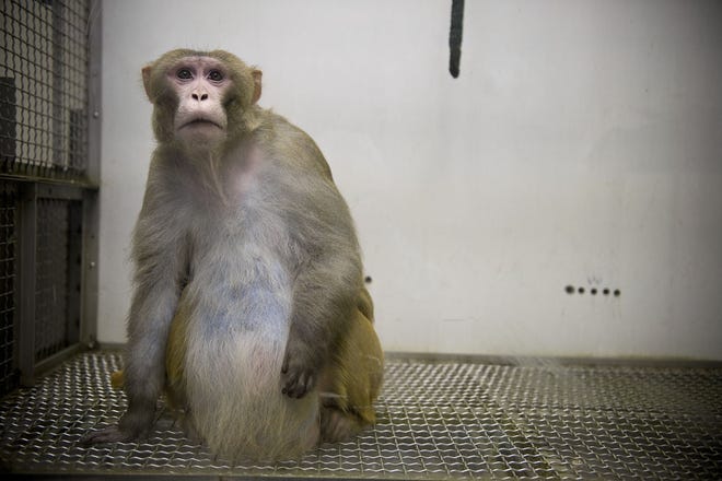 Shiva, a 45-pount rhesus macaque that is twice his normal weight and carries much of it in his belly, in his cage at the Oregon National Primate Research Center in Beaverton, Ore. Feb. 3, 2011. Shiva belongs to a colony of monkeys at the research center who have been fattened up to help scientists study the twin human epidemics of obesity and diabetes, and to also test new drugs aimed at treating those conditions. (Leah Nash/The New York Times)