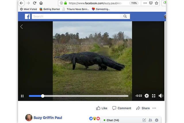 An image from Suzy Griffin Paul’s Facebook page showing a large alligator crossing a path in front of her.