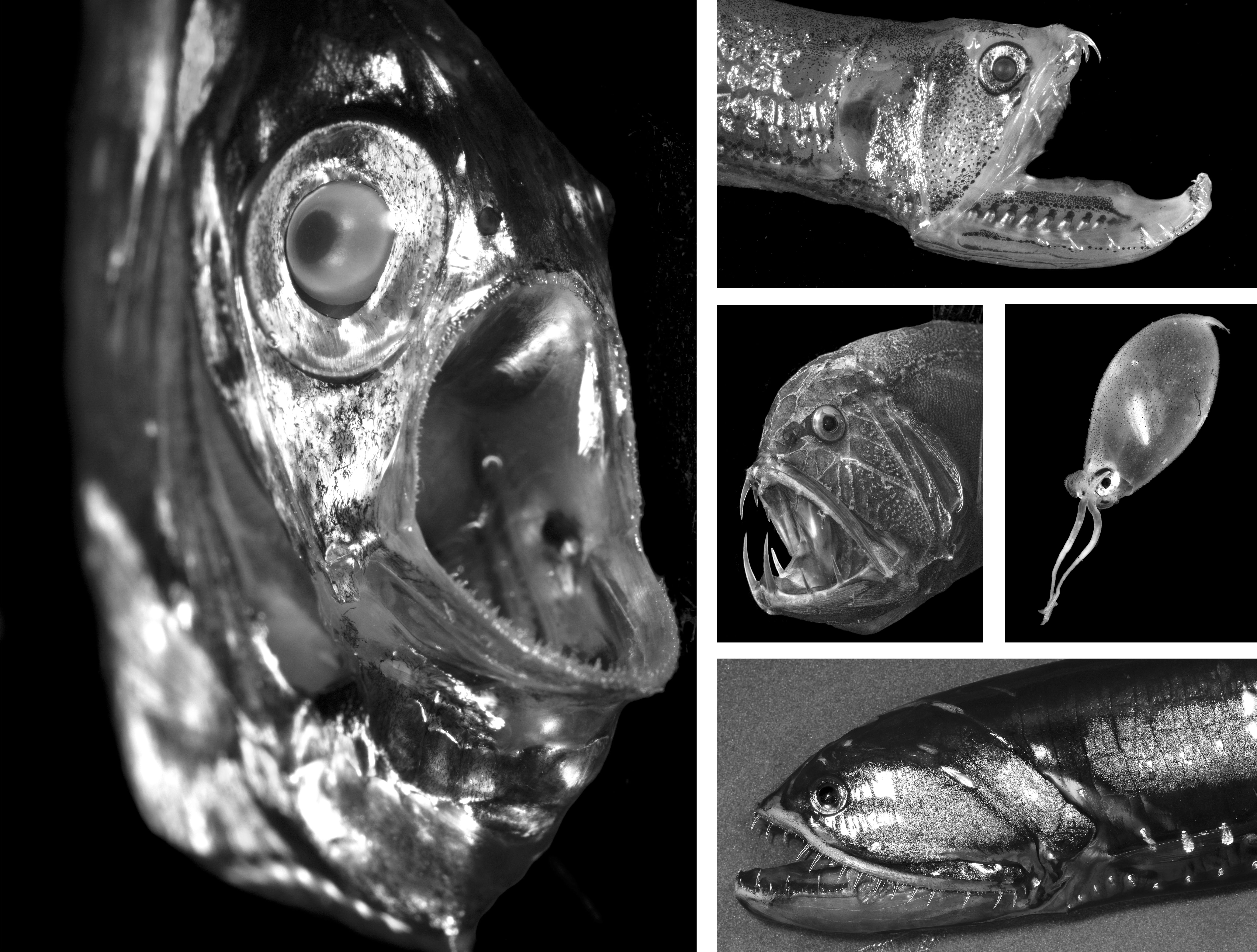 Barely explored deep-sea organisms appear to play important role in ecosystem Barely explored deep-sea organisms appear to play important role in ecosystem