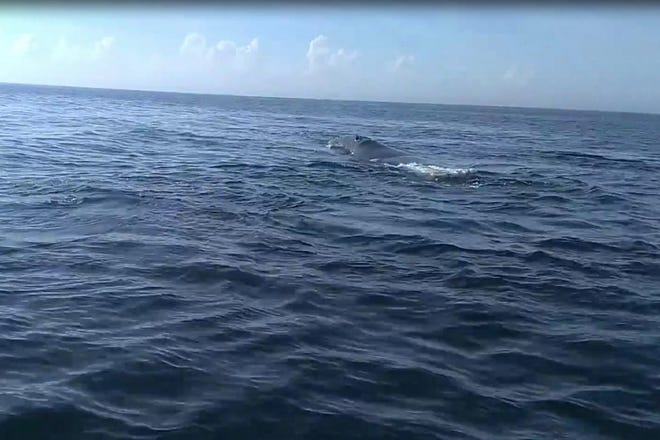 Jared Hobgood saw this right while while fishing east of Ponce Inlet. [Still image from video by Jared Hobgood]