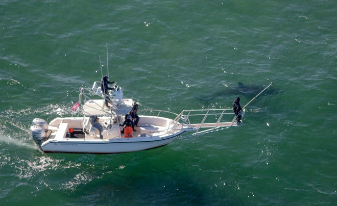 In this file photo, officials with the Atlantic White Shark Conservancy and the state Division of Marine Fisheries follow a great white shark off Cape Cod during the last research trip of the season on in late October. [Wayne Davis/Atlantic White Shark Conservancy]