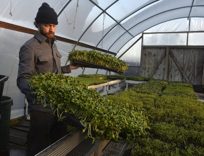 Urban farmer Christopher Molander works in a greenhouse filled with microgreens such as sunflowers, pea shoots, cilantro and arugula. [Steve Bisson/Savannah Morning News]
