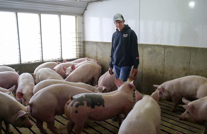 In this March 26 photo, farmer Jeff Rehder looks over some of his pigs, in Hawarden, Iowa. [Nati Harnik/The Associated Press]