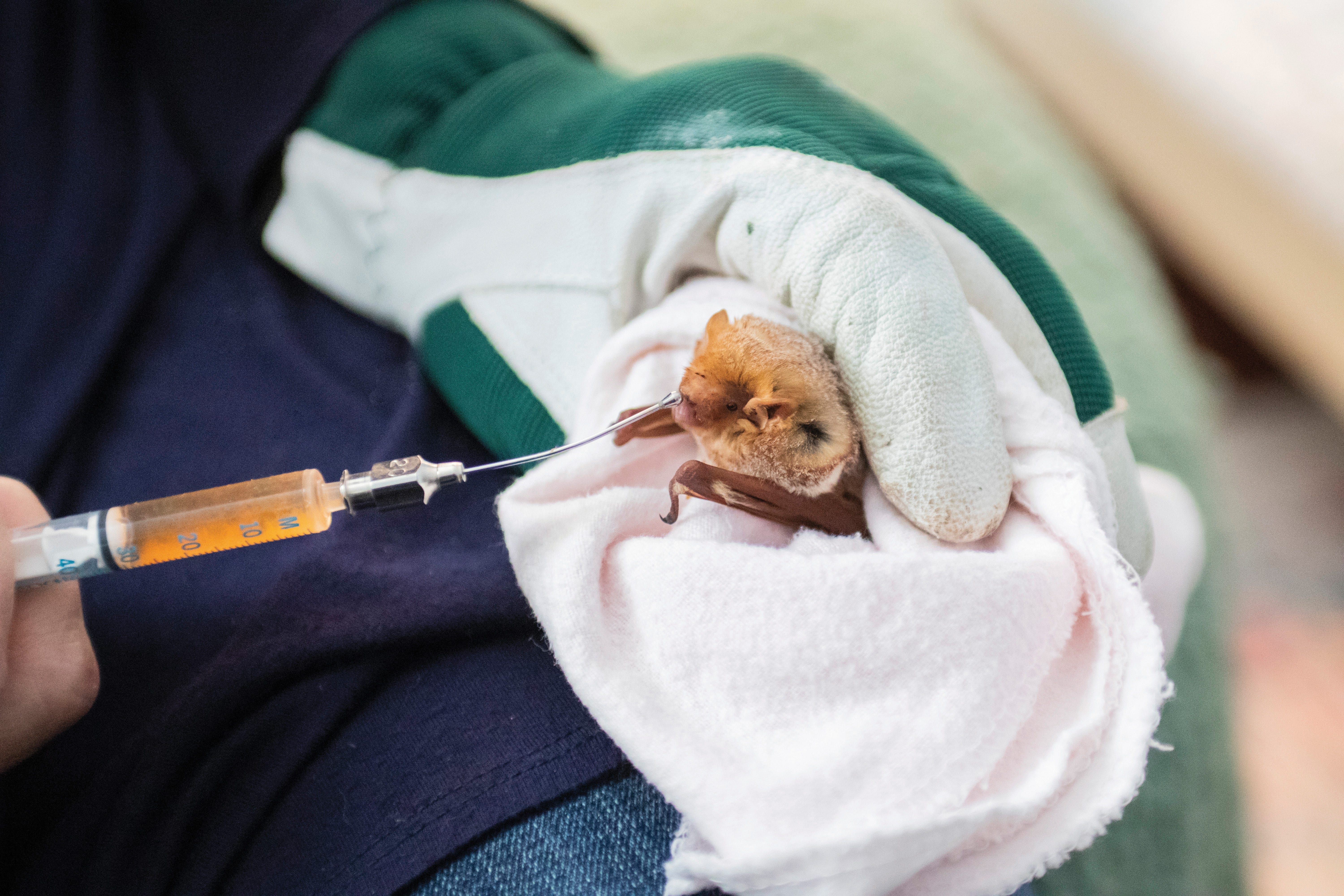 Feeding Wild Animals in Rhode Island