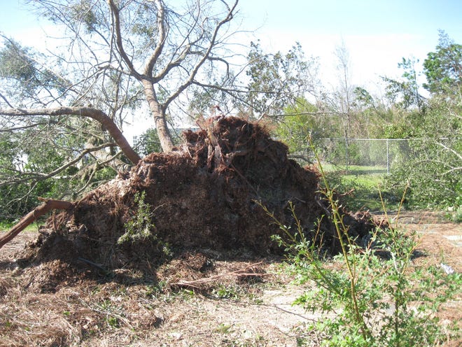 This oak tree was uprooted by Hurricane Michael. [JULIE MCCONNELL/CONTRIBUTED PHOTO]