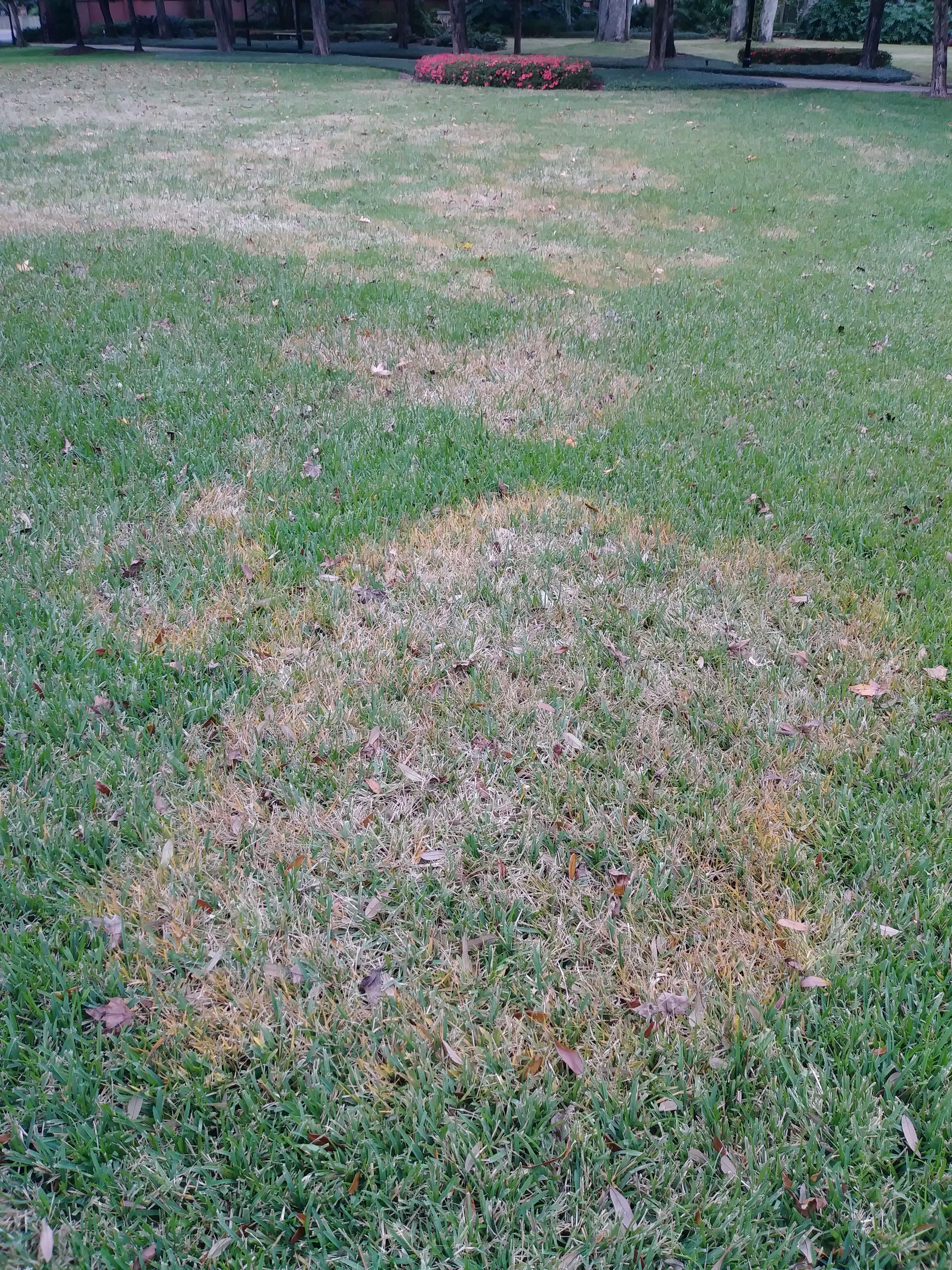 Those aren't crop circles in your lawn