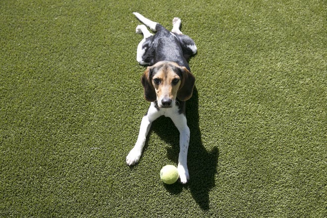 Ari, a Beagle puppy enjoys the artificial turf of the outdoor shaded play area. The Bark & Zoom, a new airport pet hotel and parking service, held a sneak peek Friday morning May 12, 2017. The facility offers close-in valet parking with shuttle service to the terminal, a variety of kennel options for your pet, and complete with amenities like a pool and plenty of shaded play areas. An official grand opening will take place Saturday at the facility managed by Taurus Academy and is located north of the main airport entry at 2601 Cardinal Loop.

RALPH BARRERA/AMERICAN-STATESMAN