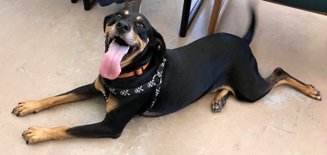 Cooper, a 6-year-old Palm Coast Doberman-hound mix, was euthanized Saturday. He had been held at the Flagler Humane Society since Feb. 27, 2018 after biting two people earlier in the year. Several legal challenges by his owner failed to get him placed at a sanctuary in Hillsborough County. [Photo provided by Flagler Humane Society]