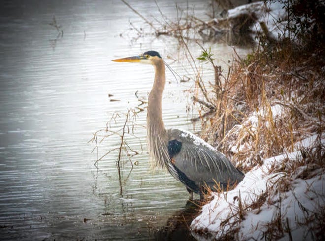 Ron Stoor saw this great blue heron tentatively stepping out on a snow-covered bank during the 2018 storm. [Photo courtesy of Ron Stoor]