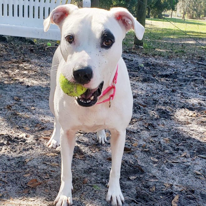 Spot is a beautiful 2-year-old female Lab mix. She has a happy-go-lucky personality and loves tennis balls. Spot is very friendly and does well with other playful dogs. Spot is available to adopt at our shelter and can't wait to find a home with endless amounts of toys and a secure yard to play in. Spend some time with her in our play yard and she will calm down and let you rub her belly.