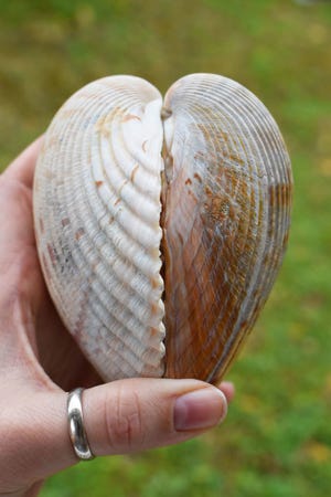 Cockle shells: These beach show-stoppers are often the size of your hand and strong enough to remain in one piece, which make them great for collecting. It’s also always “warmed the cockles of my heart” that the two shells of this bivalve form a heart shape when whole. [AMANDA NALLEY/FWC]