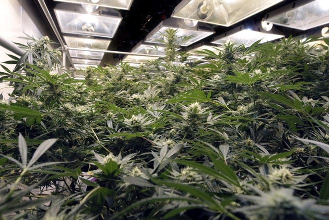 Marijuana plants grow at the Summit Compassion Center, in Warwick, one of three medical dispensaries that would likely be the first shops to sell recreational pot under the governor's proposal. [The Providence Journal, file / Kris Craig]